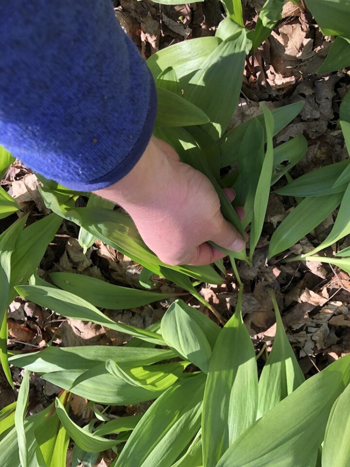 Ramp Pesto & Sustainable Harvesting Guidelines Resilient Birth