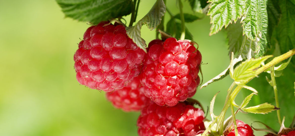 ripe raspberries in a garden