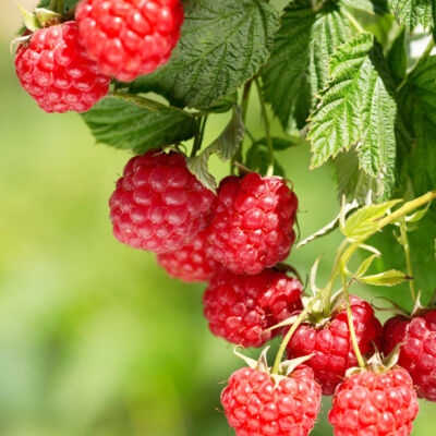ripe raspberries in a garden