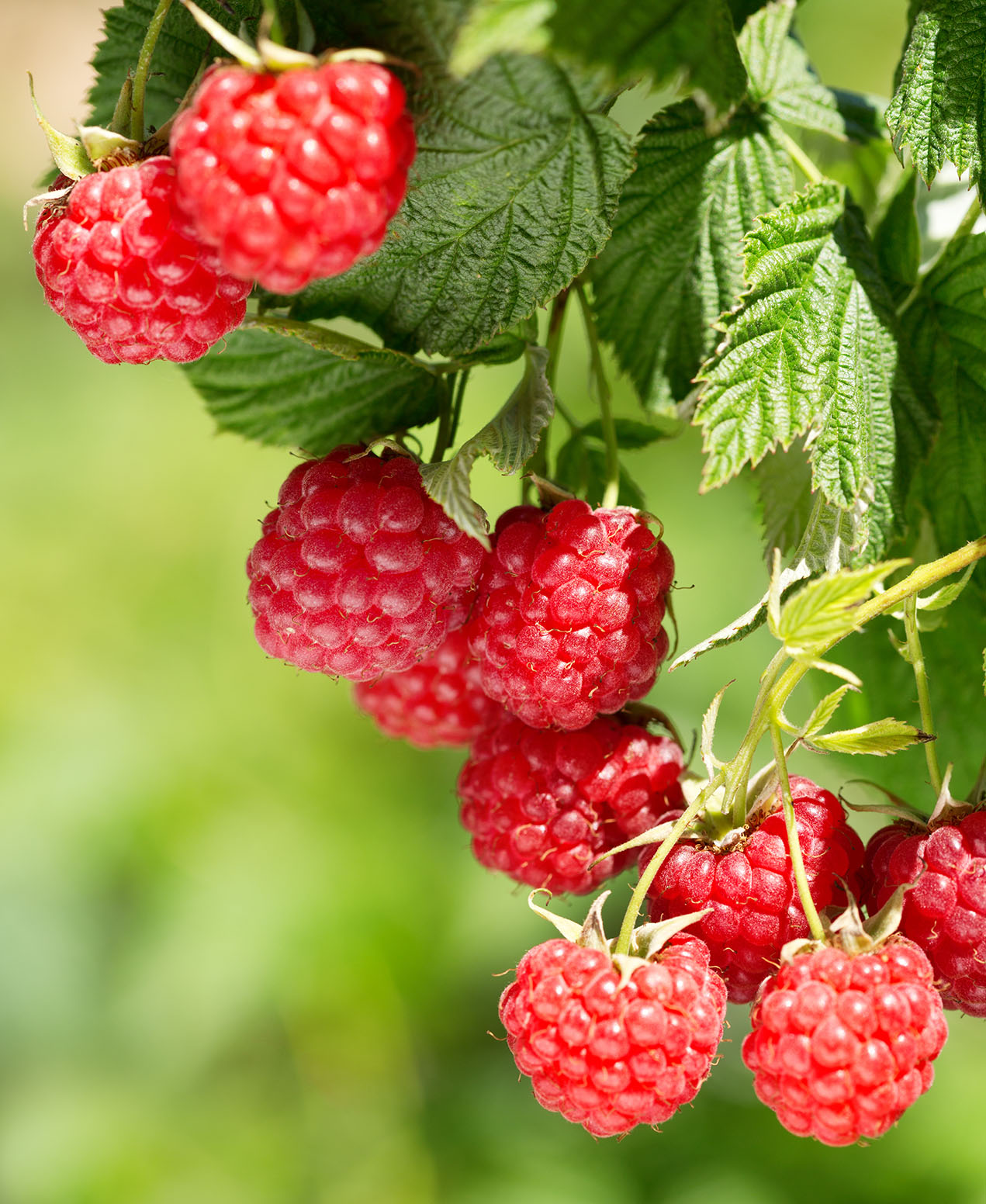 The Use of Red Raspberry Leaf in Pregnancy Resilient Birth & Botanicals