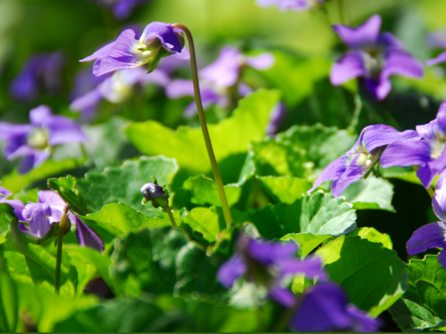 violet season